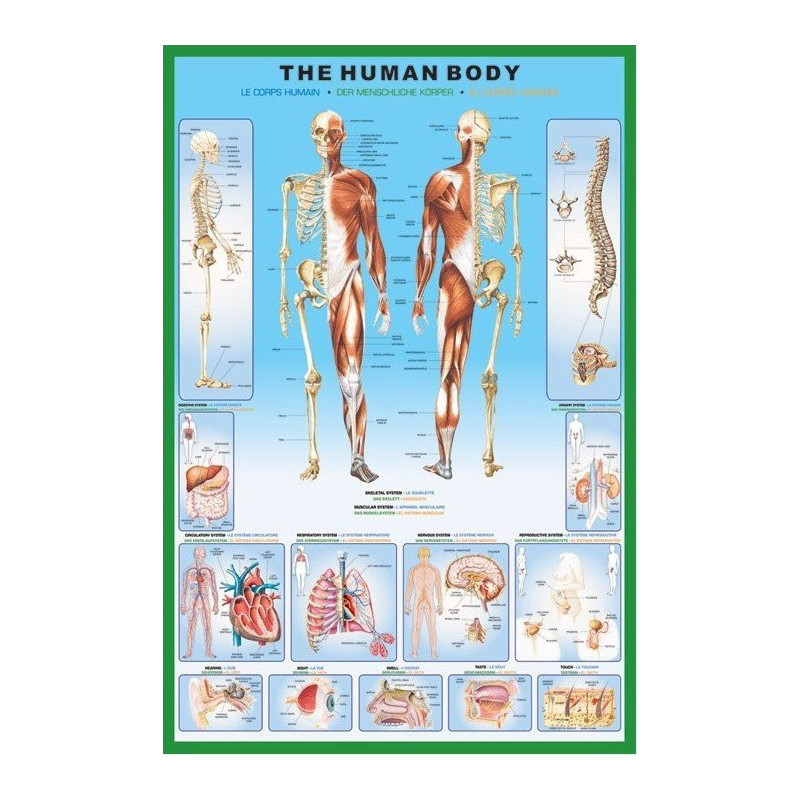 Harta corpului uman